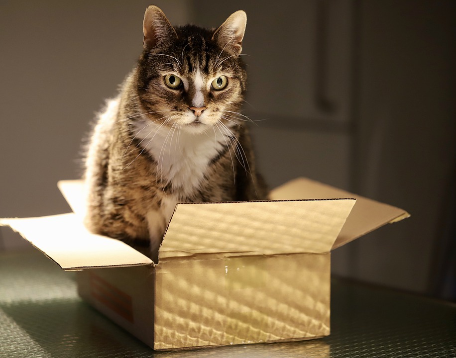 Kočky milují krabice a boxy. 