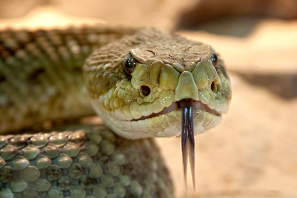 Hadů se bojím.